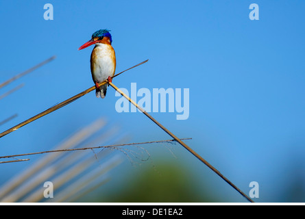 zoology / animals, avian / bird, kingfishers, Malachite Kingfisher (Alcedo cristata), with fish, sitting on branch, Moremi Crossing at Okavango Delta, Botswana, distribution: Africa, Additional-Rights-Clearance-Info-Not-Available Stock Photo