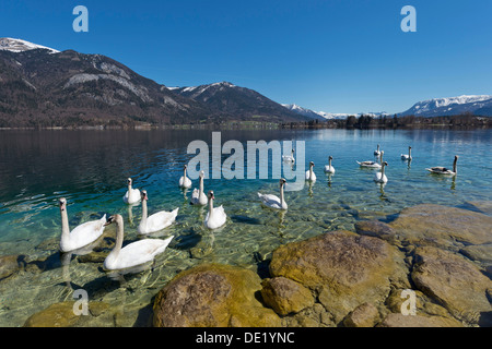 Mute Swans (Cygnus olor), Lake Wolfgang, near St. Gilgen, Salzkammergut, Salzburg State, Austria Stock Photo