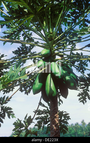 Papaya (Carica papaya), fruits growing on a tree, Ubud, Bali, Indonesia Stock Photo