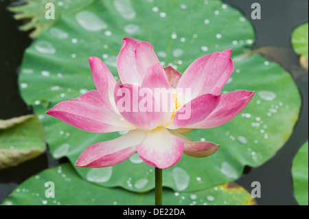Lotus or Indian Lotus (Nelumbo nucifera), flower, Ubud, Bali, Indonesia Stock Photo