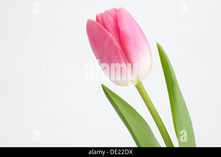 A beautiful pink tulip and green stems in a nice composition on a white background Stock Photo