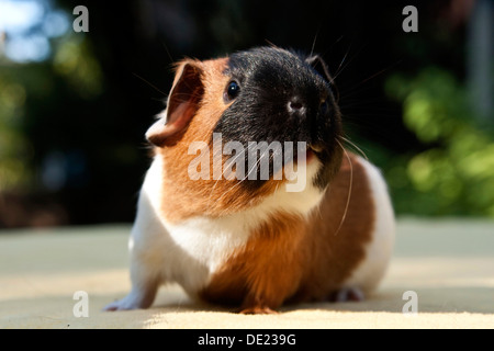 Young smooth hair, short hair guinea pig, three-coloured tortie Stock Photo