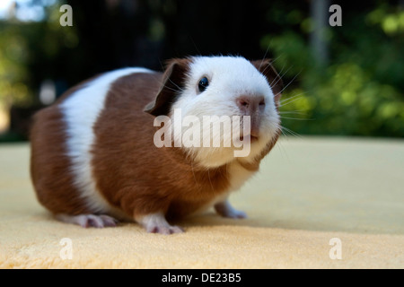 Young smooth hair, short hair guinea pig, red-white coloured Stock Photo