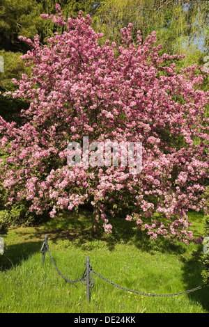 Flowering crab-apple tree in spring, Quebec, Canada Stock Photo