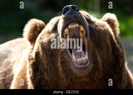 Kodiak bear, Kodiak brown bear, Braunbär, Kodiakbär, Braun-Bär, Kodiak-Bär, Bär, Portrait, Porträt, Ursus arctos middendorffi Stock Photo