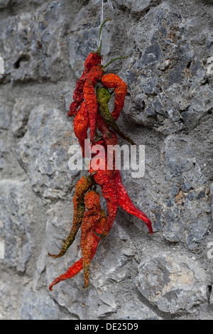 Chili peppers hanging to dry Stock Photo