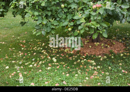 Fallen apples under an apple tree (Malus domestica) in summer, Laval, Quebec Province, Canada Stock Photo