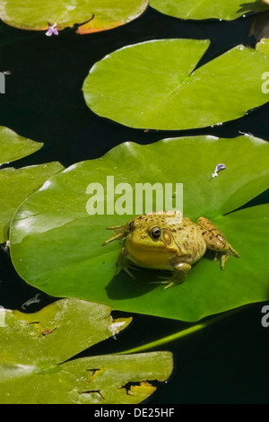Green Frog (Rana clamitans) resting on a lily pad on the surface of a pond, Laurentians, Quebec Province, Canada Stock Photo