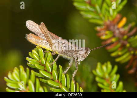 common field grasshopper, male, Brauner Grashüpfer, Männchen, Chorthippus brunneus, Glyptobothrus brunneus, Chorthippus bicolor Stock Photo