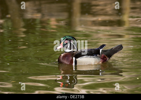 wood duck, Carolina Duck, male, Brautente, Braut-Ente, Männchen, Erpel, Aix sponsa Stock Photo