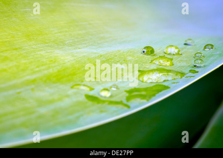 Water droplets on leaf Stock Photo