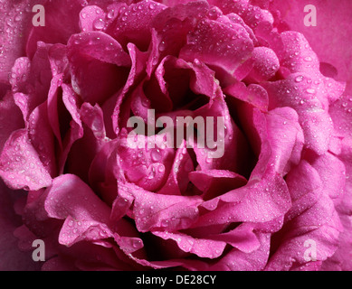 Rose (Rosa) covered with beads of dew Stock Photo