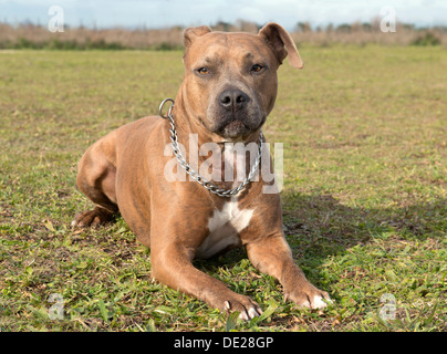head of purebred american staffordshire terrier with collar Stock Photo