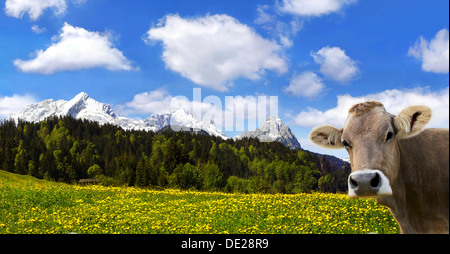 Cow on an Alpine meadow with Alpspitze Mountain and Zugspitze Mountain, Garmisch-Partenkirchen, Bavaria Stock Photo