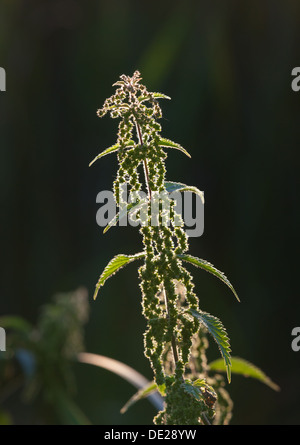 Stinging nettle plant Stock Photo