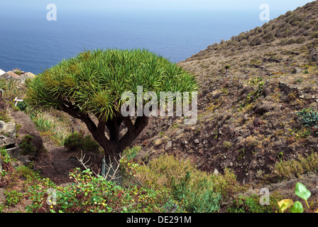 Canary Islands dragon tree (Dracaena draco) on Playa de Benijo beach, Tenerife island, Canary Islands, Spain, Europe Stock Photo