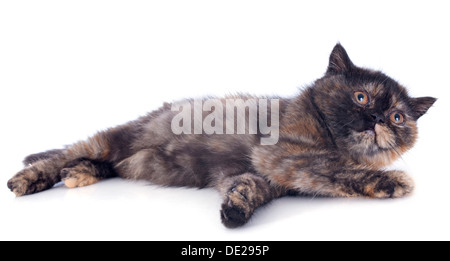Exotic Shorthair kitten in front of white background Stock Photo