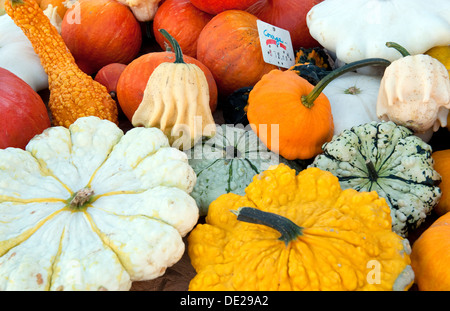 selection of colourful gourdes on market stall, gavray, normandy, france Stock Photo