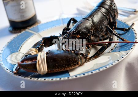 fresh live black lobster, brittany, france Stock Photo