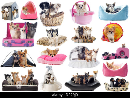 little dogs in dog bed in front of white background Stock Photo