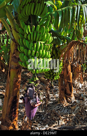 Fei banana (Musa troglodytarum), banana tree in the Valle de Gran Rey Valley, La Gomera, Canary Islands, Spain, Europe Stock Photo