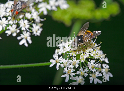 Hoverfly (Syrphidae) on flowers of hogweed or cow parsnip (Heracleum sp.) Stock Photo