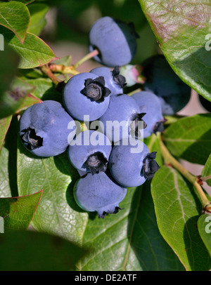Blueberry or Bilberry (Vaccinium myrtillus), ripe berries, Munich, Upper Bavaria, Bavaria, Germany Stock Photo