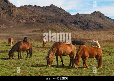 Icelandic horses, Reykanes, Iceland, Europe Stock Photo