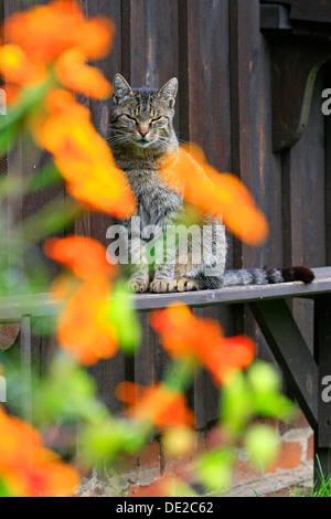 Cat sitting on a board in front of a shed wall, bright flowers in the front