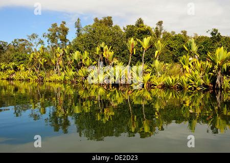 Canal des Pangalanes with various water plants, Tamatave, Madagascar, Africa Stock Photo