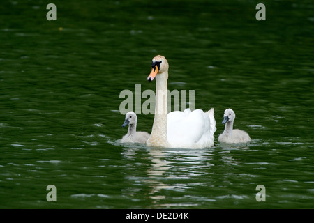 Mute Swan (Cygnus olor) swimming with two cygnets on Wichelsee lake, Sarnen, Switzerland, Europe Stock Photo