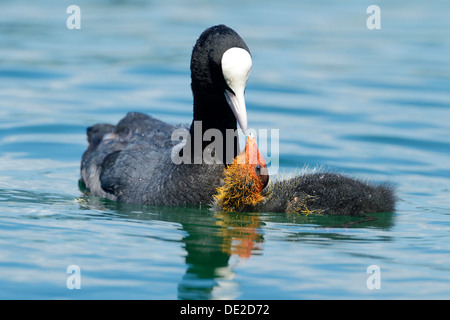 Coot (Fulica atra), feeding young, Lake Zug, Zug, Switzerland, Europe Stock Photo