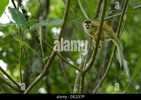 Central American squirrel monkey (Saimiri oerstedii), Manuel Antonio National Park, Central Pacific Coast, Costa Rica Stock Photo