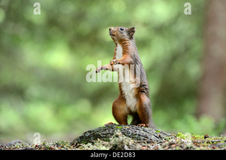 Eurasian red squirrel (Sciurus vulgaris) standing on its hind legs, canton of Grisons, Switzerland, Europe