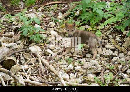 Young Eurasian Wolf (Canis lupus lupus), Jura, Switzerland, Europe