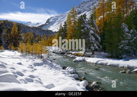 Autumnal coloured Larch (Larix) forest in the freshly snow-covered Val Roseg valley, Pontresina, Grisons, Engadine, Switzerland Stock Photo