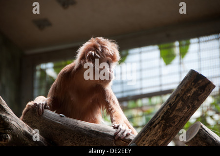 A little monkey at Berlin Zoo looking a little lonely.....
