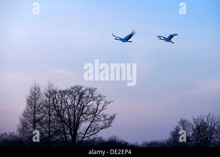 Red-crowned Cranes, Japanese Cranes or Manchurian Cranes (Grus Japonensis), in flight to roost at dusk Stock Photo