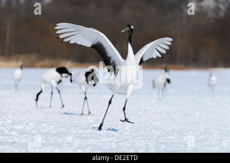 Red-crowned Crane, Japanese Crane or Manchurian Crane (Grus Japonensis), performing the mating dance Stock Photo