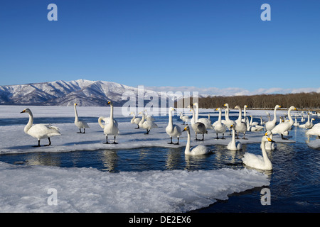 Whooper Swans (Cygnus cygnus) in an ice-free section of a frozen lake, Kussharo Lake, Kawayu Onsen, Hokkaido, Japan Stock Photo