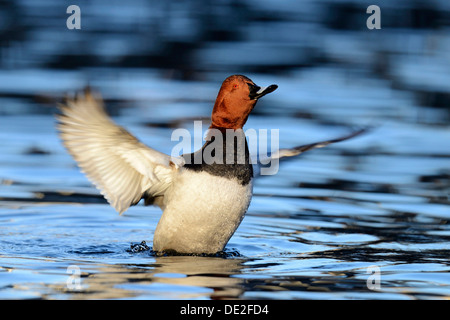 Common Pochard (Aythya ferina), drake flapping its wings, Cham, Canton of Zug, Switzerland Stock Photo