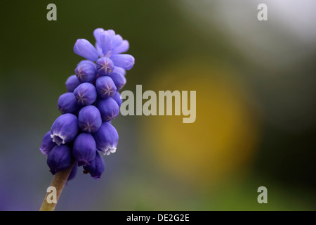 Common grape hyacinth (Muscari botryoides) Stock Photo