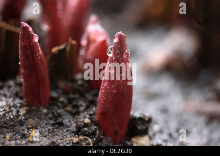 Shoots of a Peony (Paeonia), close-up Stock Photo