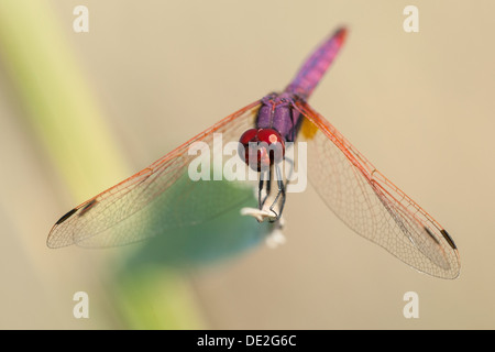 A Violet Dropwing dragonfly (Trithemis annulata) perched on a reed, Manavgat, Turkey Stock Photo