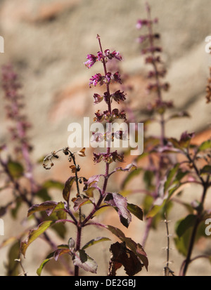 Krishna Tulasi plant Stock Photo