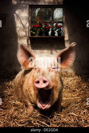 ANIMAL SMILE PIG Stock Photo