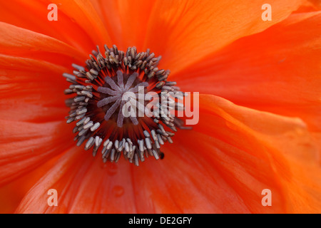 Pistil, poppy (Papaver), detail of flower and pistil, macro image Stock Photo