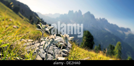 Edelweiss (Leontopodium nivale), Geisler group at the back, Aferer Geisler mountains, Villnoesstal valley Stock Photo