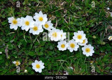 Mountain avens, white dryas, and white dryad (Dryas octopetala), Mt. Kramer or Mt. Kramerspitz, near Garmisch-Partenkirchen Stock Photo