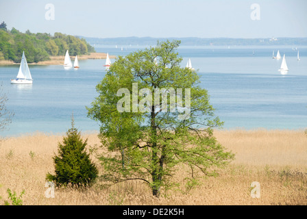 Single tree in the reeds, reed beds, shore, shore area, in the spring, Herreninsel island, sailboats on the lake, Chiemsee Stock Photo